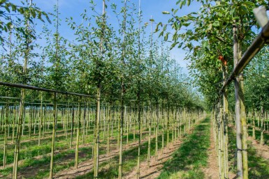 Amelanchier lamarckii haute-tige 6/8