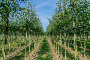 Amelanchier lamarckii haute-tige 6/8