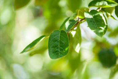 Amelanchier lamarckii haute-tige 6/8