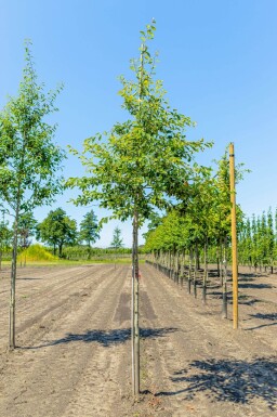 Amelanchier lamarckii haute-tige 6/8