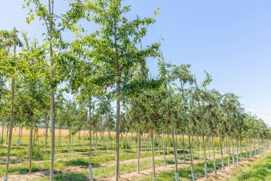 Amelanchier lamarckii haute-tige 6/8