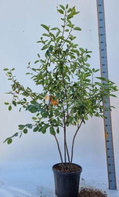 Amelanchier lamarckii cépée