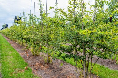 Amelanchier lamarckii cépée 175-200