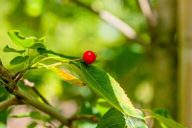 Amelanchier lamarckii cépée 175-200