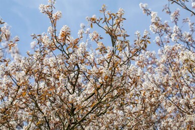 Amelanchier lamarckii cépée 175-200