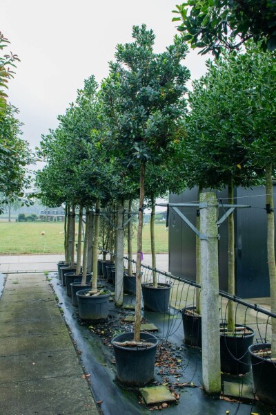 Arbutus unedo haute-tige 10/12