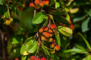 Arbutus unedo haute-tige 10/12