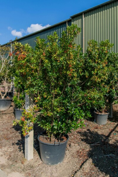 Arbutus unedo cépée 200-250
