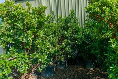 Arbutus unedo cépée 200-250