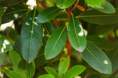 Arbutus unedo cépée 200-250