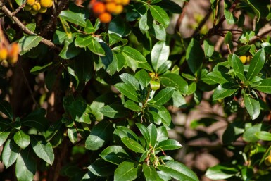 Arbutus unedo cépée 200-250