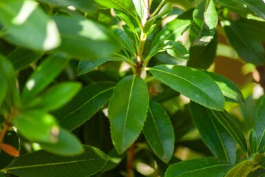 Arbutus unedo cépée 200-250