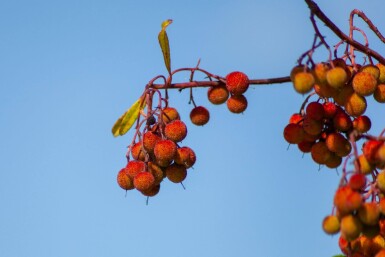 Arbutus unedo cépée 200-250