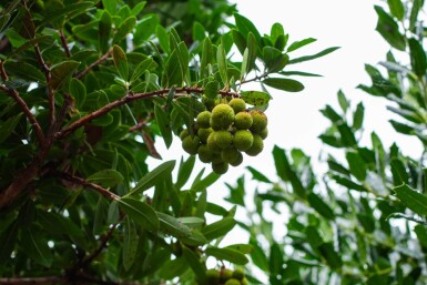 Arbutus unedo cépée 200-250