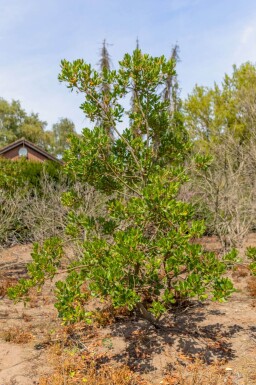 Arbutus unedo cépée 200-250