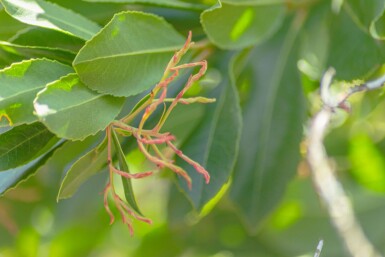 Arbutus unedo cépée 200-250
