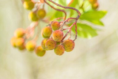 Arbutus unedo cépée 200-250