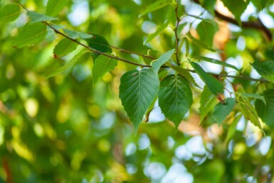 Betula albosinensis haute-tige