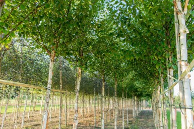 Betula albosinensis haute-tige