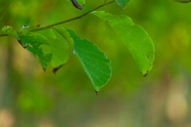 Betula albosinensis haute-tige