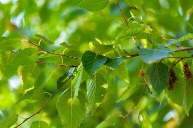 Betula albosinensis haute-tige