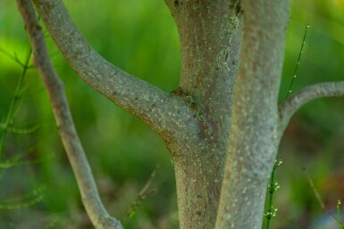 Betula albosinensis haute-tige
