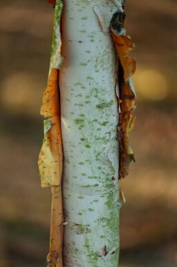 Betula albosinensis haute-tige
