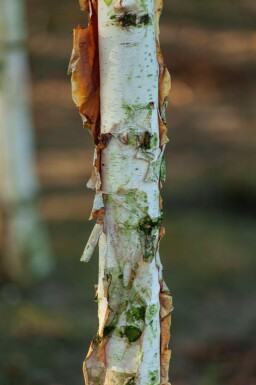 Betula albosinensis haute-tige