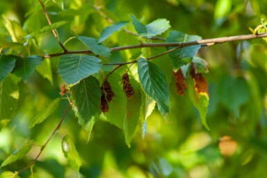 Betula albosinensis haute-tige