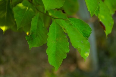 Betula albosinensis haute-tige