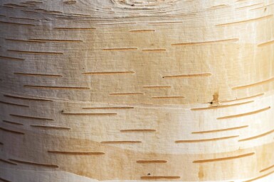 Betula albosinensis cépée