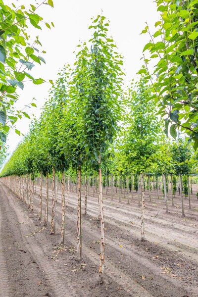 Betula utilis 'Fascination' haute-tige 8/10