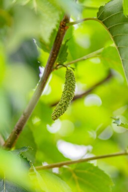 Betula utilis 'Fascination' haute-tige 8/10