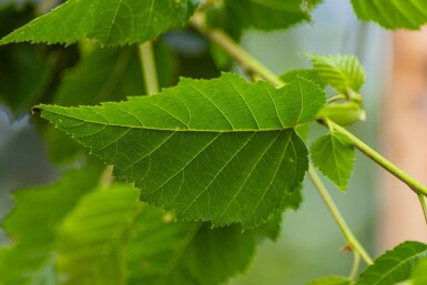 Betula utilis 'Fascination' haute-tige 8/10