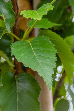 Betula utilis 'Fascination' haute-tige 8/10