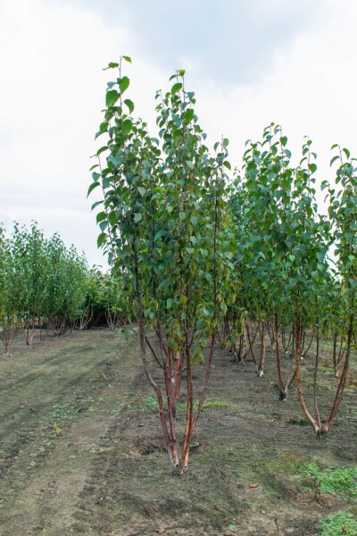 Betula utilis 'Fascination' cépée 200-250