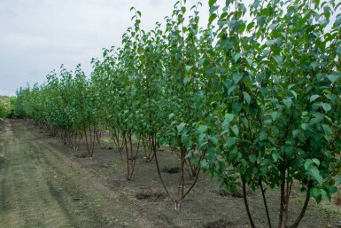 Betula utilis 'Fascination' cépée 200-250