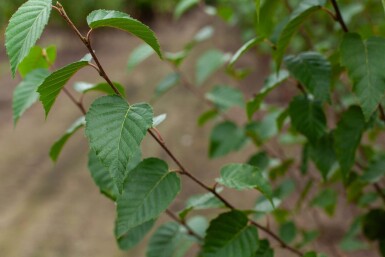 Betula utilis 'Fascination' cépée 200-250
