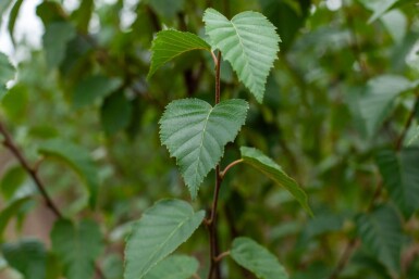 Betula utilis 'Fascination' cépée 200-250