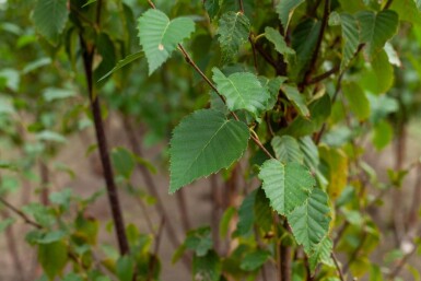 Betula utilis 'Fascination' cépée 200-250