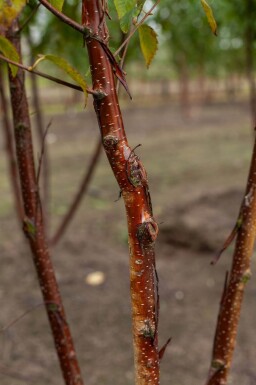 Betula utilis 'Fascination' cépée 200-250