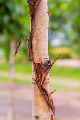 Betula utilis 'Fascination' cépée 200-250