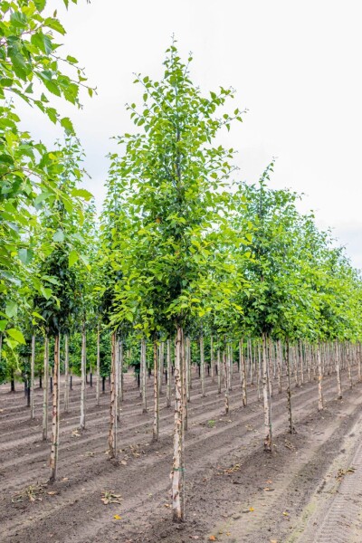 Betula nigra haute-tige 10/12