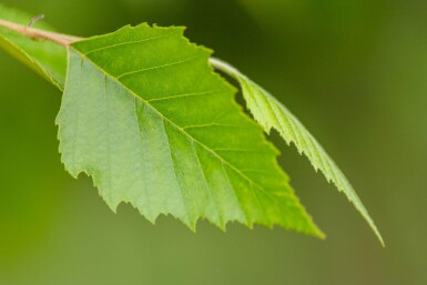 Betula nigra haute-tige 10/12