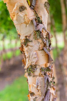 Betula nigra haute-tige 10/12