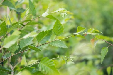 Betula nigra haute-tige 10/12