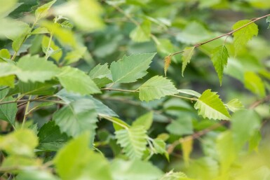 Betula nigra haute-tige 10/12