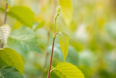 Betula nigra haute-tige 10/12
