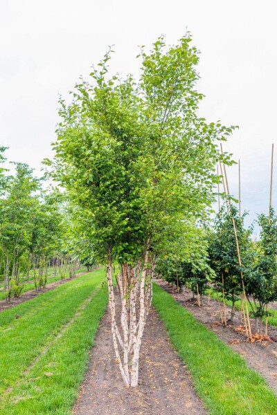 Betula nigra cépée 200-250