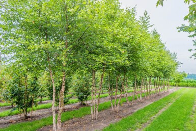 Betula nigra cépée 200-250